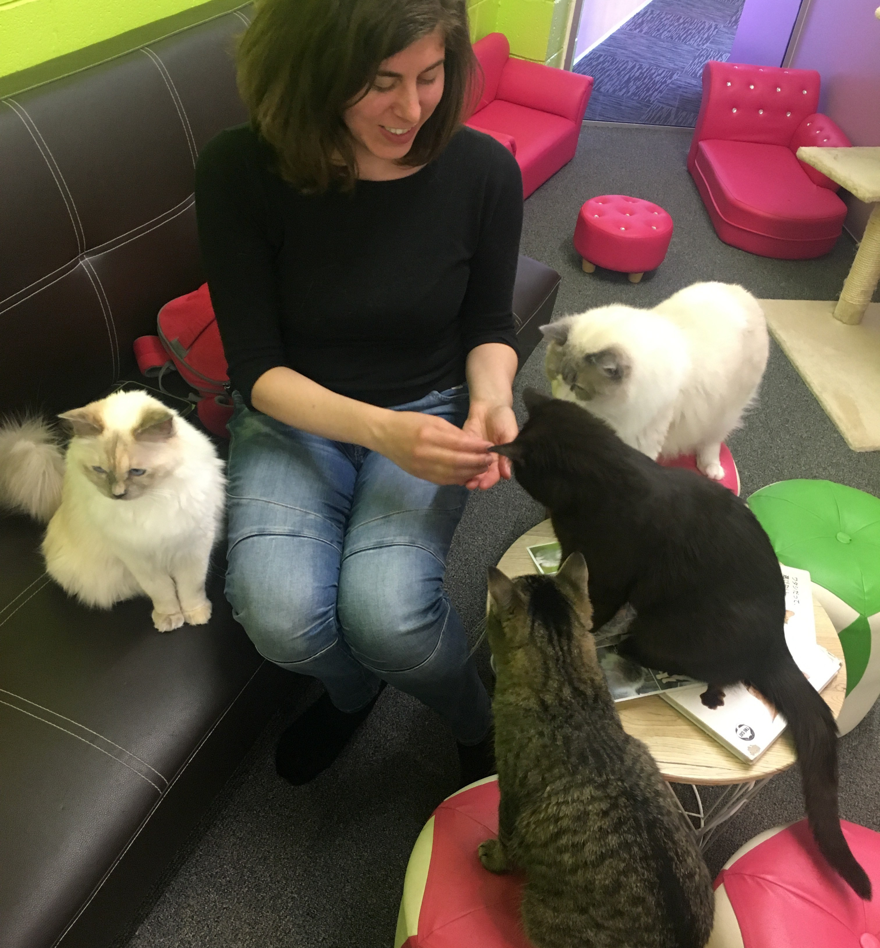 Traveling with chronic illness, cat cafe in New Zealand