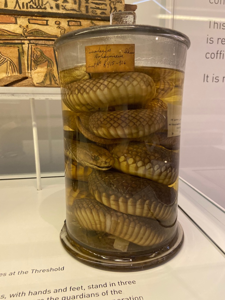 Snakes in a jar, Nicholson Museum, Sydney.jpg